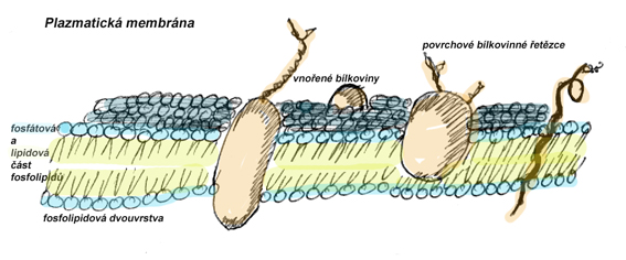 biomembrana